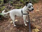 Adopt Bruno a Australian Cattle Dog / Blue Heeler, Mixed Breed
