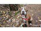 Adopt Koda a Pit Bull Terrier, American Staffordshire Terrier