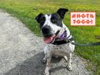 Adopt Joe a Pointer, Mixed Breed