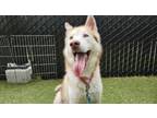 Adopt Tanner a Husky, Mixed Breed
