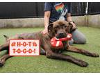 Adopt Tiger a Rottweiler, Mixed Breed