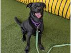 Adopt Snoopy a Labrador Retriever, Mixed Breed