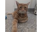 Adopt Finn a Domestic Short Hair