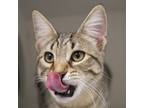 Adopt Pom Pom a Domestic Short Hair
