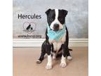 Adopt Hercules a Pit Bull Terrier