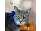 Adopt Sully a Domestic Short Hair