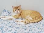 Adopt Goliath a Domestic Short Hair