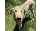 Adopt Bossley - (Medical) a Labrador Retriever, Pointer