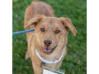 Adopt Louie a Labrador Retriever, Golden Retriever