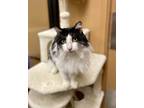 Adopt Billie - AR a Domestic Long Hair