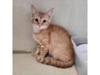 Adopt Ajay a Domestic Short Hair
