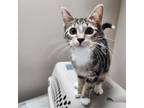 Adopt Pookie a American Shorthair