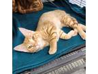 Adopt Keaton a Domestic Short Hair