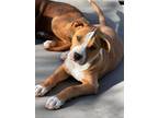 Adopt Kismet a Boxer