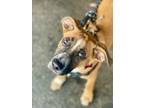 Adopt Donald a Boxer, Shepherd