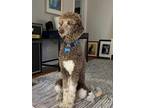 Adopt Arlo a Standard Poodle