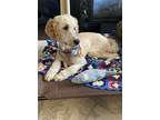 Adopt Comet a Standard Poodle