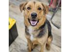 Adopt River a Shepherd, Terrier