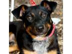 Adopt Gentry a Labrador Retriever, Terrier