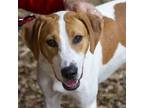 Adopt Jesse a Hound, Terrier