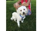 Adopt Nacho a Mixed Breed