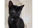 Adopt Ducky a Domestic Short Hair