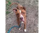 Adopt Brisket a Pit Bull Terrier, Mixed Breed