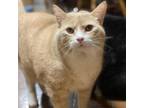 Adopt Darwin a Domestic Short Hair