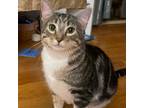 Adopt Cotton a Domestic Short Hair
