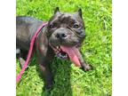 Adopt Kiss a Staffordshire Bull Terrier