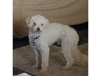 Adopt Luke (Dallas) a Poodle
