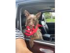 Adopt Mario $475 a Schnauzer, Terrier