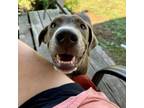 Adopt Ronin a Retriever