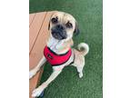 Adopt Grayson a Pug, Beagle
