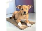 Adopt Ted a Shepherd