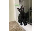 Adopt Dusty a American Shorthair