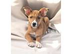 Adopt Bill a Shepherd