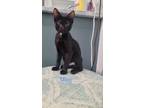 Adopt Mikey a American Shorthair