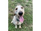 Adopt Hardy a Golden Retriever, Poodle
