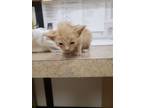 Adopt Thor a Domestic Medium Hair, Domestic Short Hair
