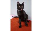 Adopt Pouncer a Domestic Short Hair