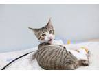 Adopt Boomer a Domestic Short Hair