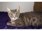 Adopt Tyler a Domestic Short Hair