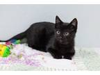 Adopt Paxton a Domestic Short Hair