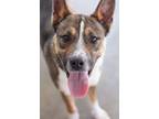 Adopt Freddie a Siberian Husky, Mixed Breed