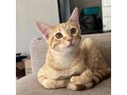 Adopt Manny a Domestic Short Hair