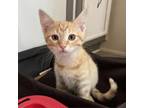 Adopt Freddy a Domestic Short Hair
