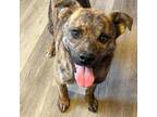 Adopt Corky a Mixed Breed, Cardigan Welsh Corgi