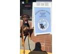 Adopt Banks a Doberman Pinscher