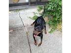 Adopt Emilio SH-0828 a Miniature Pinscher